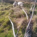 Fermin Coliqueo Blanco - @coliqueoblanco - Instagram