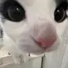 Ferlyn Lake - @ferlyn.lake - TikTok
