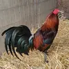 ferminjrserranoma - @ferminjrserranoma - TikTok
