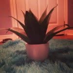 Fern Allen Joseph - @fern_is_bae_ - Instagram