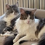 Fern Allen Zucker - @two_cats_and_a_fern - Instagram