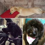 🐾Fern, Bailey, Boo🐾 - @pawf.ectpooches - Instagram