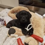 Fern Aldo - @fern_blacklab - Instagram