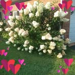 Fern Browning - Facebook