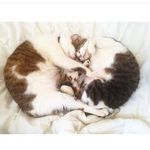 Cash, Lila, and lil Fern! - @cash.lila.fern - Instagram