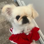 フェルンと365日🐾 - @fernchan365 - Instagram