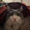 Ferne christensen - @.ferneeee - TikTok