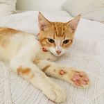 Fern Cleary - Ginger’s Mum - @gingerthebestcat - Instagram