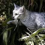 🐾🍃🐱 The One And Only Ferncloud - @i_am_ferncloud - Instagram