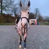 ferncollier - @ferncollier101 - TikTok