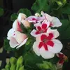 Fern Cooper  - @lissa27643 - TikTok