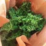 Cornelius The Fern - @cornelius_thefern - Instagram