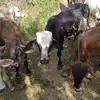 fernondocortez - @fernondocortez - TikTok