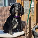 Fern Davies - @fern_thecockerspaniel - Instagram