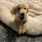 Fern Ferguson - @fern_the_servicedog - Instagram