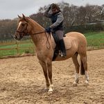 Fern Field - @fernfieldequestrian - Instagram