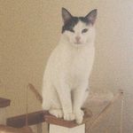 fern finn + floyd - @floydfinnandfern - Instagram
