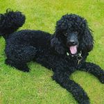 Floyd Fern - @floyd_fern_the_mini_poodle - Instagram