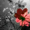 fern.gilbert357 - @fern.gilbert356 - TikTok