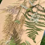 FernGilly - @ferngillyvt - Instagram