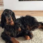 Trudy Law - @ferngordonsetter - Instagram