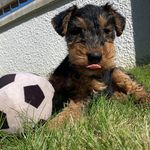 Fern Grant - @fern_the_welshie - Instagram