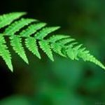 Fern Green - @fern.green3 - Instagram