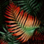 Fern_greenandred - @fern_greenandred - Instagram