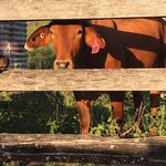 Fern Grove Farms - @fern_grove_farms - Instagram