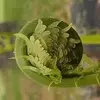 Fern Grove Farms - @fern.grove.farms - TikTok