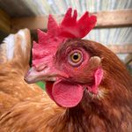 Fern Grove Microsanctuary - @fernsandwildflowers - Instagram