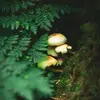 WildFernGrove - @wildferngrove - TikTok