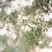 Fern Gully - Facebook
