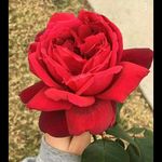 🌟 - @fern_harmony - Instagram