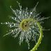 Fern Hatfield - Facebook