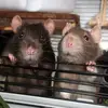 Fern, Hades and Hendrix - @fernigan_and_the_rats - TikTok