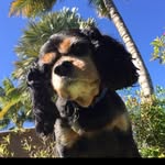 Lisa Fernandes Hicks - @fernandeshicks - Instagram