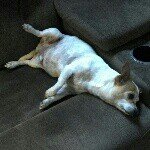 @chico_fernandez_hopper - Instagram