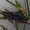 grass..hopper - @fern.thebaby.grasshopper - TikTok