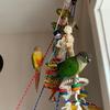 Fern-Hunter Sanctuary - @fernsanctuary - TikTok