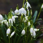 Fern Jarvis - Facebook