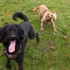 jarvis+fern - @jarvis.fern.the.dogs - TikTok