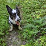 Fern Jensen - @corgifern - Instagram