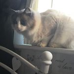 Small _ferny - @fernypoo.johnston - Instagram