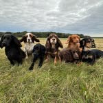 Fern,Lily,Teasel,Ivy,Barley, Pippin & Ebony - @fernandlily - Instagram