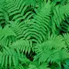 Fern - @ferne.light - TikTok