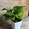 Fernalight - @fernalight - TikTok