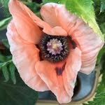 Fernlight World - @fernlightworld - Instagram