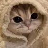 fernlloyd - @_lloyd.19 - TikTok