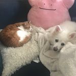 Cocoa & Fern & Lily & Lynn👩🏻 - @tsaobaobao_ - Instagram
